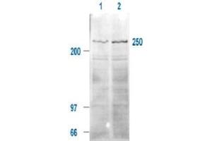 Immunoblotting of MTOR (phospho S2448) polyclonal antibody  is shown to detect a 250 kDa band (indicated) corresponding to phosphorylated human MTOR present in a 293T whole cell lysates. (MTOR antibody  (pSer2448))