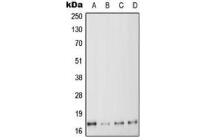 Western blot analysis of MYL6 expression in HeLa (A), K562 (B), SP2/0 (C), H9C2 (D) whole cell lysates.