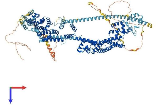 DAAM1 Protein (AA 1-1078) (His tag)