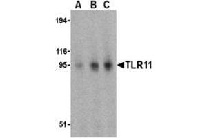 Image no. 2 for anti-Toll-Like Receptor 11 (Tlr11) (C-Term) antibody (ABIN204142) (TLR11 antibody  (C-Term))