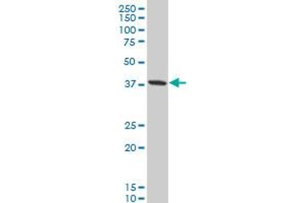 GOT2 antibody  (AA 331-430)