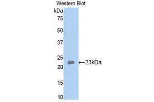 Western Blotting (WB) image for anti-Bone Morphogenetic Protein 4 (BMP4) (AA 209-392) antibody (ABIN1858154)