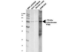 Western blot analysis of Human, Mouse, Rat Human, Mouse and Rat Lysates showing detection of ~ 75 kDa Cytochrome P450 Reductase protein using Rabbit Anti-Cytochrome P450 Reductase Polyclonal Antibody .