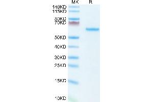 LTBR Protein (AA 31-223) (Fc Tag)