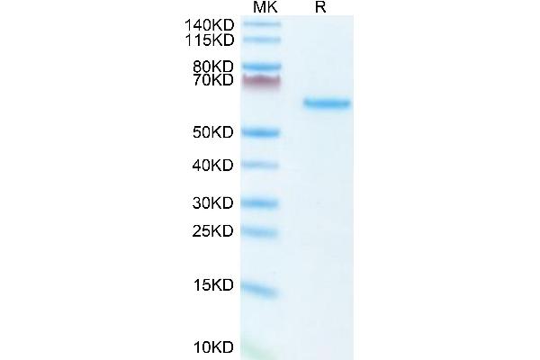 LTBR Protein (AA 31-223) (Fc Tag)