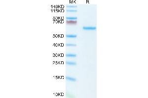 Mouse LTBR on Tris-Bis PAGE under reduced condition. (LTBR Protein (AA 31-223) (Fc Tag))