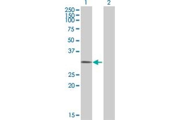 EID1 antibody  (AA 1-187)