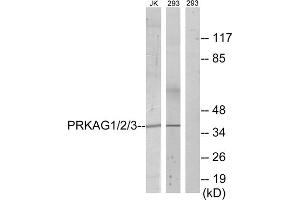 Western blot analysis of extracts from Jurkat cells and 293 cells, using PRKAG1/2/3 antibody. (PRKAG1/2/3 antibody  (Internal Region))