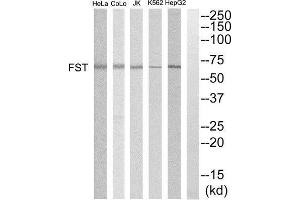 Western Blotting (WB) image for anti-Follistatin (FST) (Internal Region) antibody (ABIN1852806) (Follistatin antibody  (Internal Region))