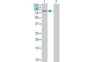 Western Blot analysis of ITFG3 expression in transfected 293T cell line ( H00083986-T01 ) by ITFG3 MaxPab polyclonal antibody. (ITFG3 antibody  (AA 1-552))