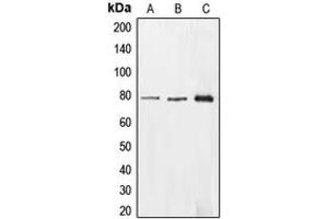 Western blot analysis of EHHADH expression in HepG2 (A), HEK293T (B), A549 (C) whole cell lysates. (EHHADH antibody  (Center))