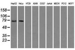 Image no. 3 for anti-RalA Binding Protein 1 (RALBP1) antibody (ABIN1500587) (RALBP1 antibody)