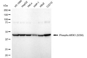 Western blotting analysis using Phospho-MEK1 (S298) antibody (ABIN7799462). (Recombinant MEK1 antibody  (pSer298))