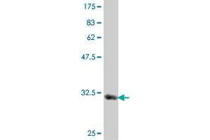 Western Blot detection against Immunogen (34. (MYL1 antibody  (AA 1-80))