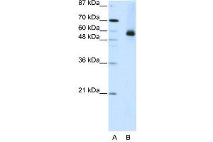 WB Suggested Anti-HNRPL  Antibody Titration: 2. (HNRNPL antibody  (N-Term))