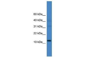 C14orf48 antibody used at 0. (LINC00521 antibody  (N-Term))