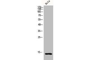 Western Blot analysis of HELA cells using Histone H2B Polyclonal Antibody (Histone H2B antibody)