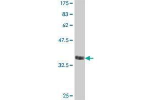 Western Blot detection against Immunogen (38. (TRIM46 antibody  (AA 451-560))