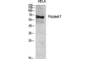 Western Blot (WB) analysis of specific cells using Frizzled-7 Polyclonal Antibody. (FZD7 antibody  (N-Term))