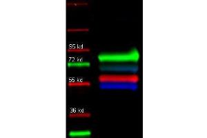 Western Blot of primary and Dylight conjugated secondary antibodies. (Transferrin antibody)