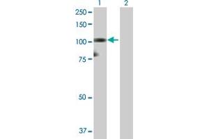 Western Blot analysis of HNRNPUL1 expression in transfected 293T cell line by HNRNPUL1 MaxPab polyclonal antibody. (HNRNPUL1 antibody  (AA 1-804))