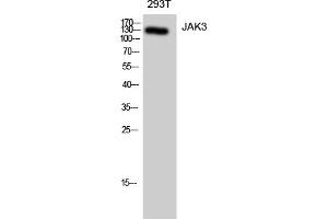 Western Blotting (WB) image for anti-Janus Kinase 3 (JAK3) (Tyr785) antibody (ABIN5959635)