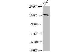 Western Blot Positive WB detected in: A549 whole cell lysate All lanes: EGFR antibody at 2. (EGFR antibody  (AA 1067-1210))