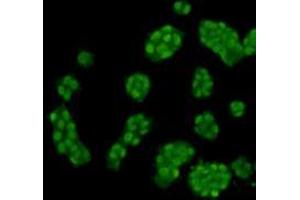 Immunocytochemistry (ICC) image for anti-Histone Cluster 1, H3f (HIST1H3F) (meLys4) antibody (ABIN1854944) (HIST1H3F antibody  (meLys4))