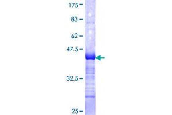 GTF2A1L Protein (AA 251-348) (GST tag)