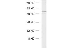 dilution: 1 : 1000, sample: rat lung homogenate