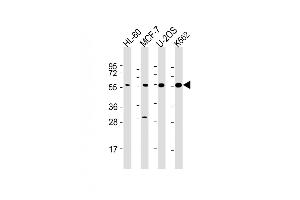 All lanes : Anti-EI2BG Antibody at 1:2000 dilution Lane 1: HL-60 whole cell lysate Lane 2: MCF-7 whole cell lysate Lane 3: U-2OS whole cell lysate Lane 4: K562 whole cell lysate Lysates/proteins at 20 μg per lane.