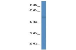 Western Blot showing Fam55d antibody used at a concentration of 1. (FAM55D antibody  (C-Term))