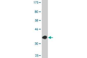 Western Blot detection against Immunogen (36. (CREB5 antibody  (AA 1-99))