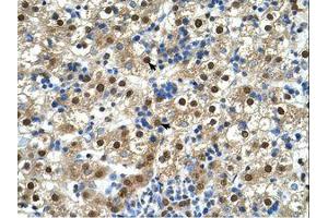 Image no. 1 for anti-Glycerophosphodiester Phosphodiesterase 1 (GDE1) (AA 42-91) antibody (ABIN6738331) (GDE1 antibody  (AA 42-91))