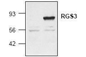 Image no. 1 for anti-Regulator of G-Protein Signaling 3 (RGS3) (AA 401-519) antibody (ABIN127074) (RGS3 antibody  (AA 401-519))
