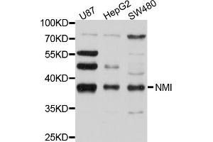 Western blot analysis of extracts of various cell lines, using NMI antibody (ABIN4904546) at 1:1000 dilution. (NMI antibody)