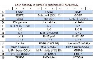 Image no. 1 for Human Dry Eye Disease Array Q1 (ABIN4956062)