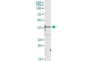 Immunoprecipitation of PTGES2 transfected lysate using anti-PTGES2 MaxPab rabbit polyclonal antibody and Protein A Magnetic Bead , and immunoblotted with PTGES2 purified MaxPab mouse polyclonal antibody (B01P) . (PTGES2 antibody  (AA 1-377))