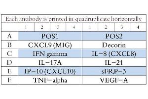Image no. 1 for Ovine Cytokine Array Q1 (ABIN4956083)