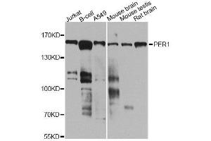 Western blot analysis of extracts of various cell lines, using PER1 antibody (ABIN5974860) at 1/1000 dilution. (PER1 antibody)