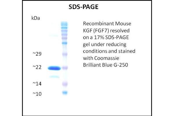 FGF7 Protein