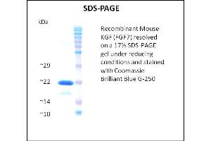 SDS-PAGE (SDS) image for Fibroblast Growth Factor 7 (FGF7) (Active) protein (ABIN5509362)