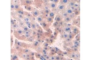 Used in DAB staining on fromalin fixed paraffin- embedded Kidney tissue (CDO1 antibody  (AA 1-200))