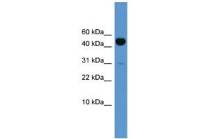 WB Suggested Anti-Bmp10 Antibody Titration:  0.