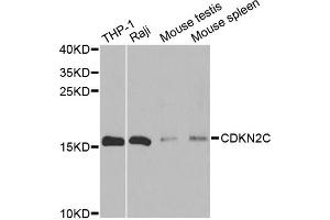 Western blot analysis of extracts of various cell lines, using CDKN2C antibody (ABIN6291903) at 1:500 dilution. (CDKN2C antibody)