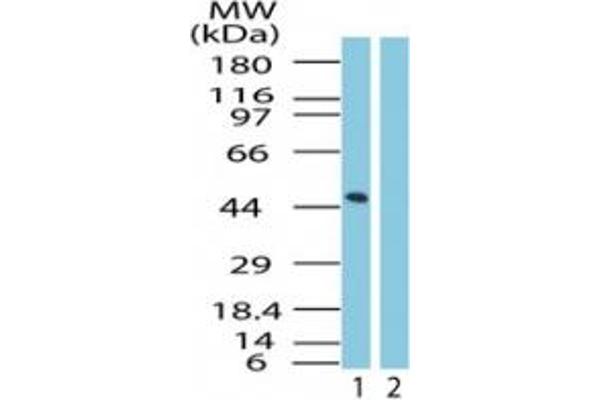 GPR83 antibody  (AA 200-250)