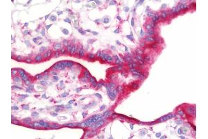 Anti-ASNS antibody IHC staining of human placenta. (Asparagine Synthetase antibody  (AA 1-267))