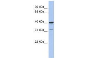 Image no. 1 for anti-Thrombopoietin (THPO) (C-Term) antibody (ABIN6744310) (Thrombopoietin antibody  (C-Term))