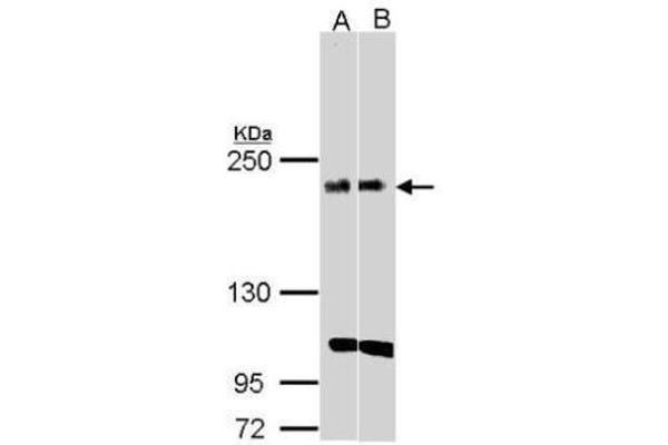 KIDINS220 anticorps  (C-Term)