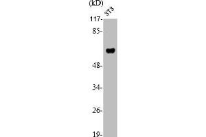 Western Blot analysis of NIH-3T3 cells using RUNX2 Polyclonal Antibody (RUNX2 antibody  (Internal Region))